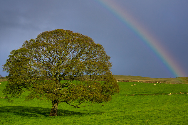 A Hayfield Rainbow