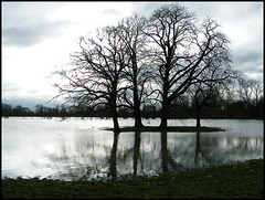 trees in the flood