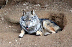 Loup gris (originaire de Yougoslavie) = Canis lupus (Canidé)
