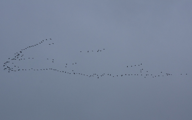 Pink Footed Geese playing join the dots