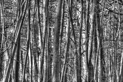Thin trees