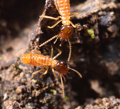 TermitesEF7A7599