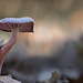 Brave Little Mushroom by Janet-Brien