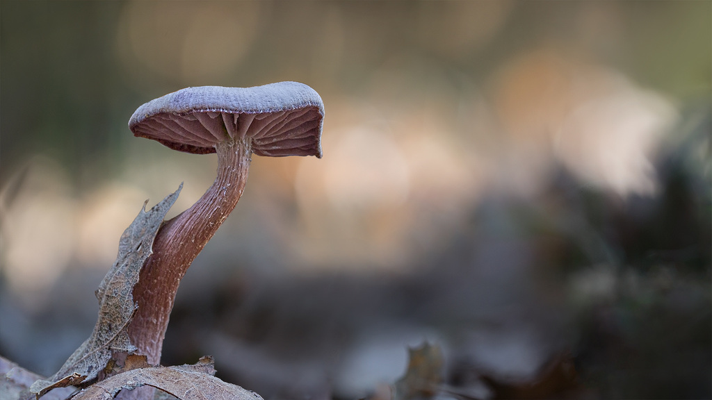 Brave Little Mushroom by Janet-Brien