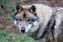 Loup gris (originaire de Yougoslavie) = Canis lupus (Canidé)