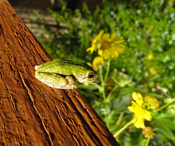 Frog  at night on the deck rail