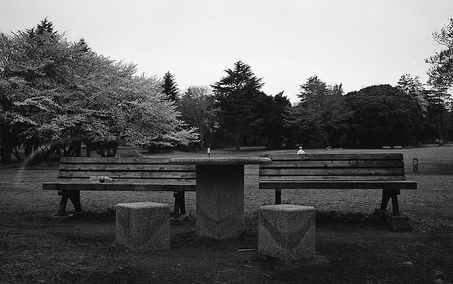 Benches and cherry blossom trees