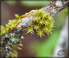 29/366: Moss on a Branch