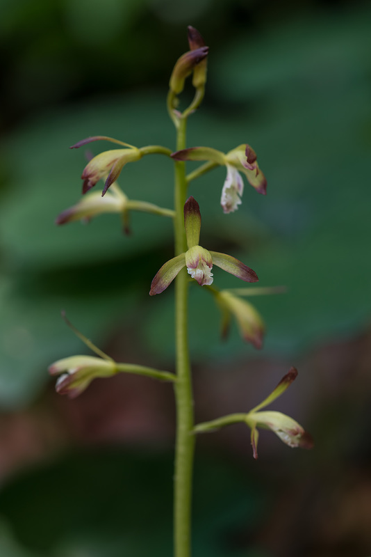 Aplectrum hyemale (Putty-root orchid)