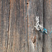 Podence, Blue rope L1002408