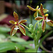 Phalaenopsis cornu-servi (2)