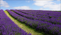Scottish Lavender field