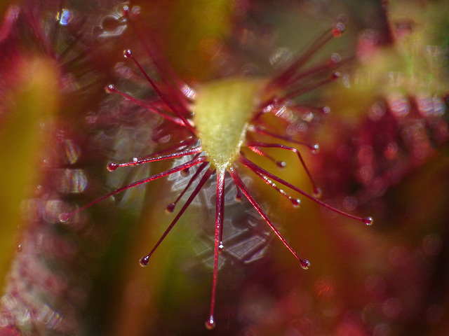 Carnivorous Sundew