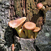 Fungi family - and slime mold?