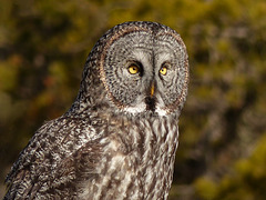 Great Gray Owl - breathtaking