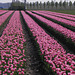 Tulips from Vlodrop