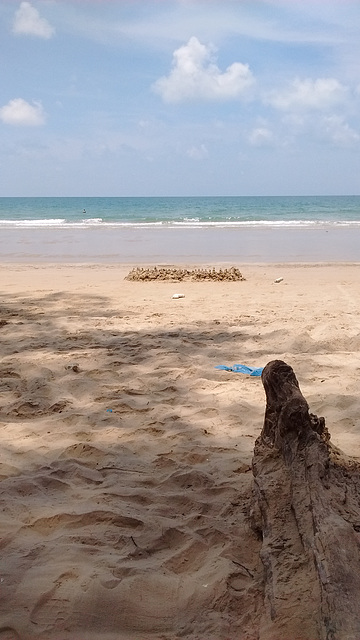 Tronc de plage / Beach's dry trunk