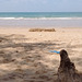 Tronc de plage / Beach's dry trunk