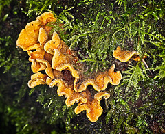Hairy Crust Fungus
