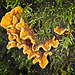 Hairy Crust Fungus