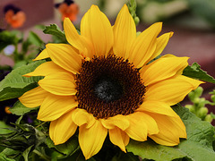 Sunflower beauty