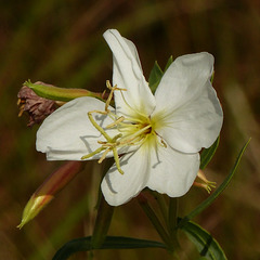 White Evening Primrose / Oenothera caespitosa