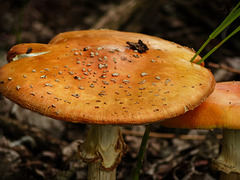Mature age in the world of fungi
