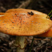 Mature age in the world of fungi