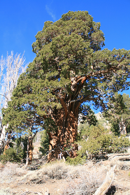Giant juniper