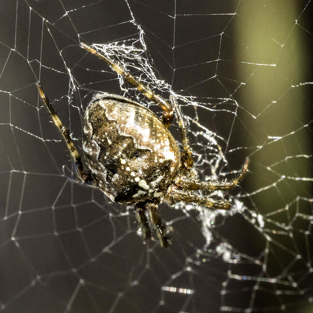 Garden Spider at work