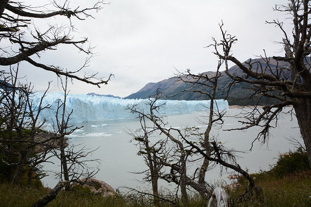 Glacier Perito Moreno, View from the Forest by the Lake Argentino Shore