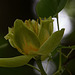 20150616 8369VRAw [D~RI] Tulpenbaum (Liriodendron tulipifera), Rinteln