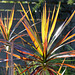202/366 just a cordyline