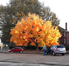 Colorful maple tree in autumn