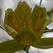 20150616 8373VRAw [D~RI] Tulpenbaum (Liriodendron tulipifera), Rinteln