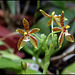 Phalaenopsis cornu-servi