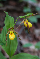 Cypripedium parviflorum variety parviflorum (Small Yellow Lady's-slipper orchid)