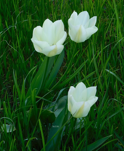 Tulipes*************