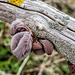 Auricularia Auricula - Judae