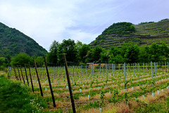 Weingärten bei Walporzheim