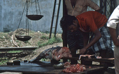 Frischer Fisch auf dem Markt von Beruwala