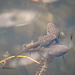 Bullfrog tadpoles