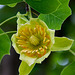 20150616 8380VRAw [D~RI] Tulpenbaum (Liriodendron tulipifera), Rinteln