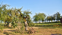 Alter Apfelbaum