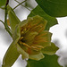 20150616 8382VRAw [D~RI] Tulpenbaum (Liriodendron tulipifera), Rinteln