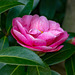 Camellia.j3pg