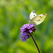 Large White butterfly on Verbena flower.