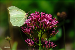 Brimstone Butterfly  (PiP)