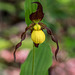 Cypripedium parviflorum variety parviflorum (Small Yellow Lady's-slipper orchid)