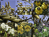 Garden April collage for HFF